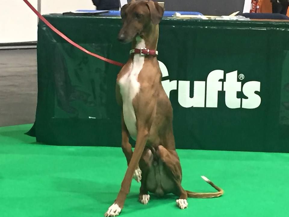 De La Féline Créole - Crufts 2018 !